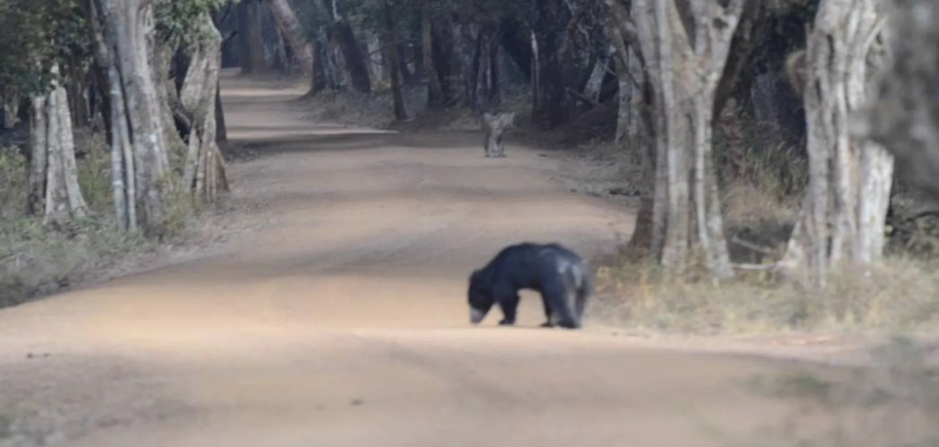 Vandalur Park waiting for autopsy report of Bear 
